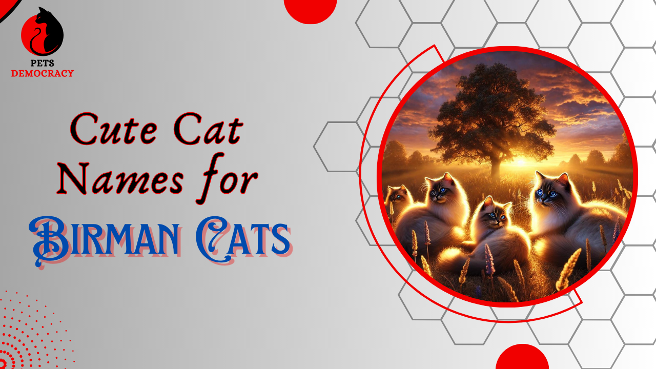 Cute Cat Names for Birman Cats