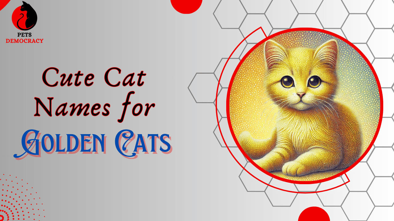 Cute Cat Names for Golden Cats