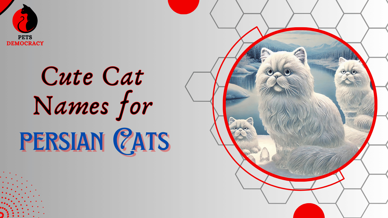 Cute Cat Names for Persian Cats