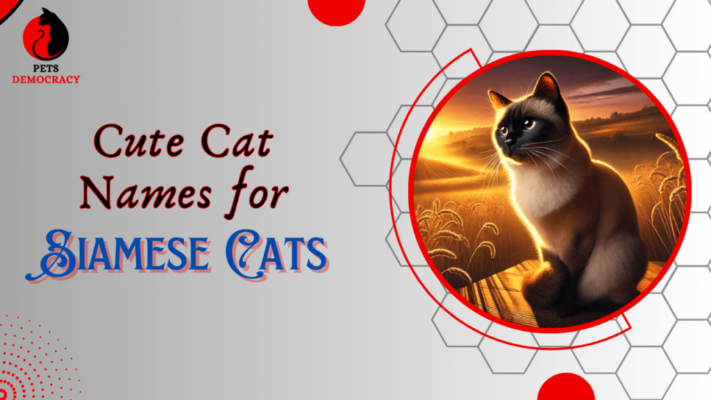 Cute Cat Names for Siamese Cats