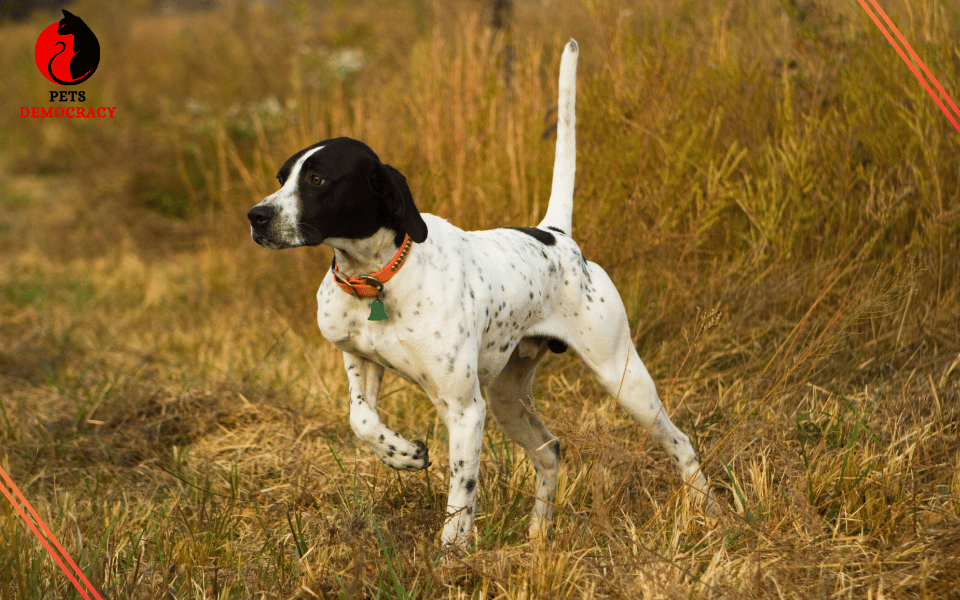 Best Dog Food for Bird Dogs