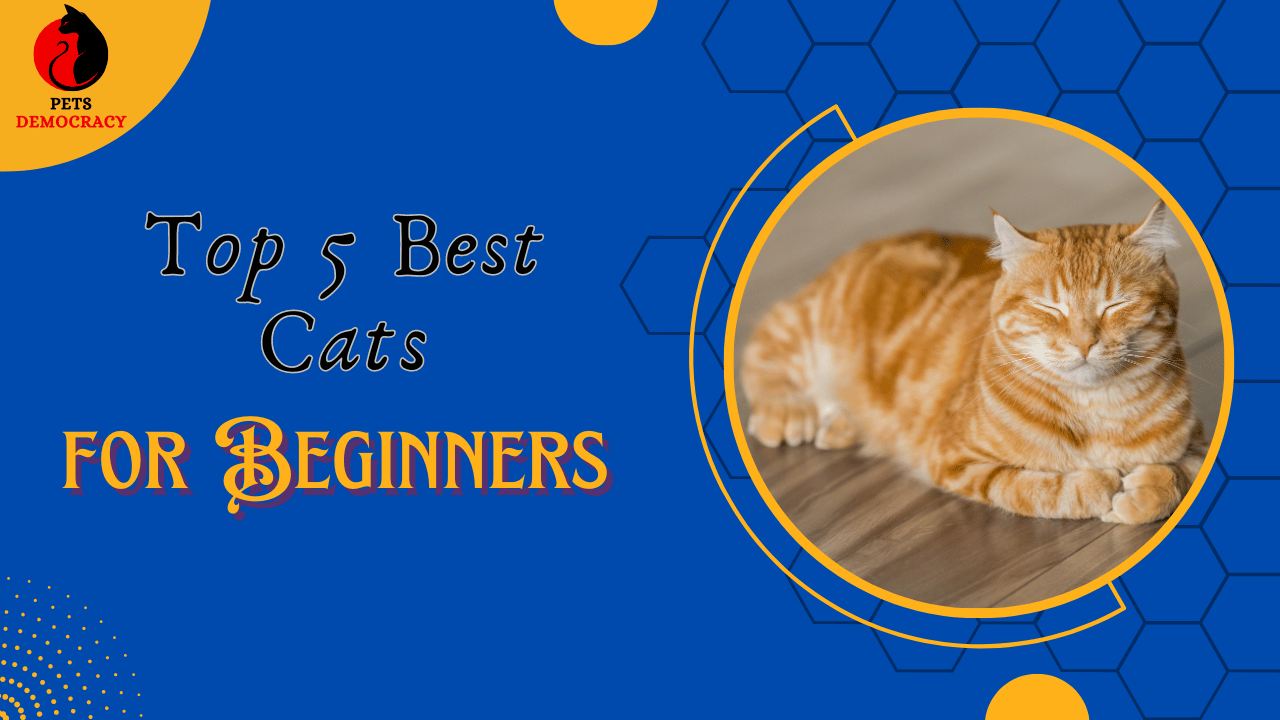 Top 5 Best Cats for Beginners