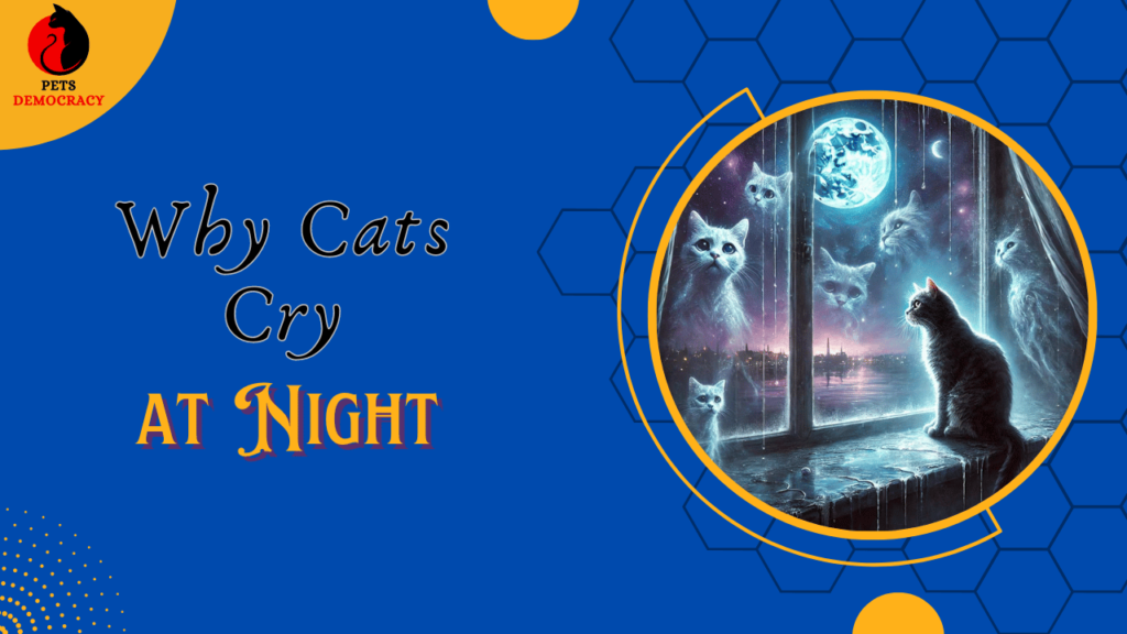 Why Cats Cry at Night