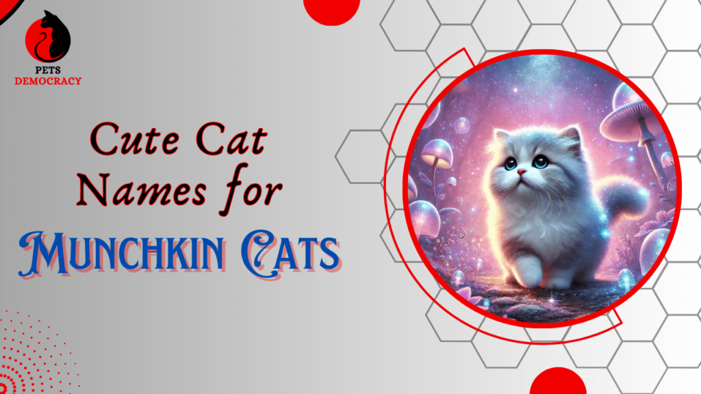 Cute Cat Names for Munchkin Cats