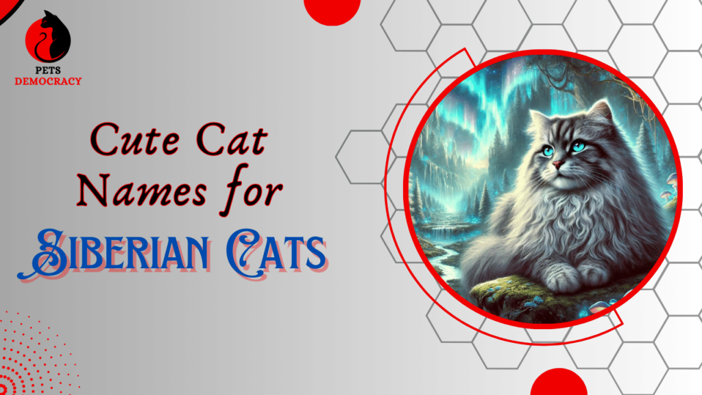 Cute Cat Names for Siberian Cats