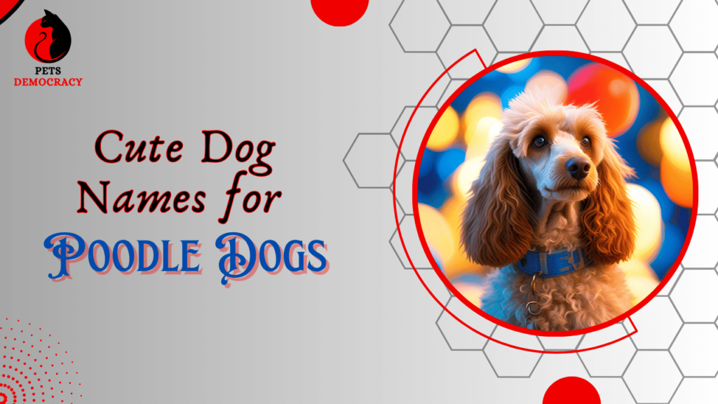 Dog Names for Poodle Dogs