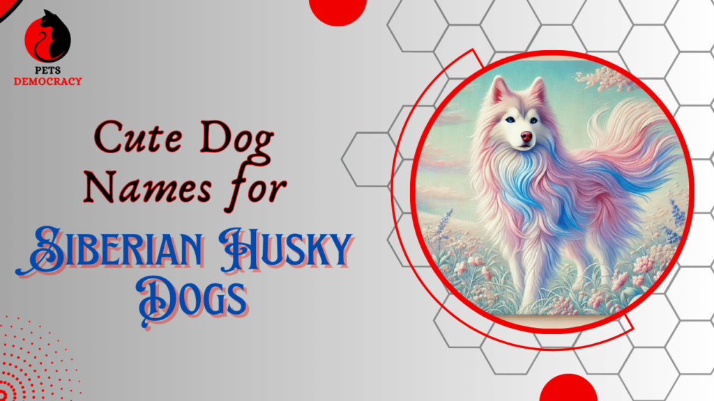 Cute Dog Names for Siberian Husky Dogs